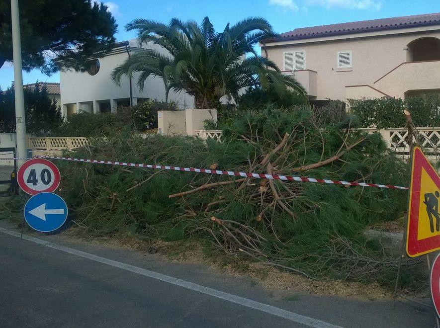 A Palau lecci al posto dei pini 