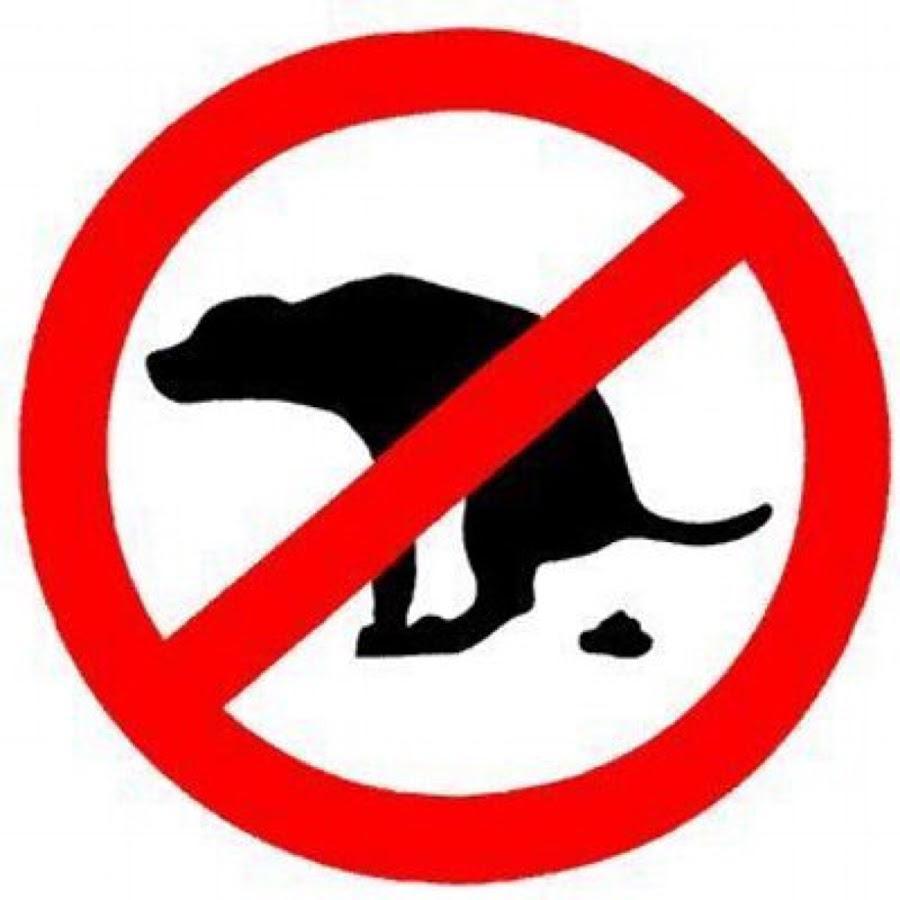 Il cane fa i suoi bisogni dentro la Procura, avvocata nei guai 