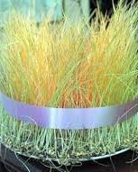 “Su Laoreddu”, cominciano i preparativi 