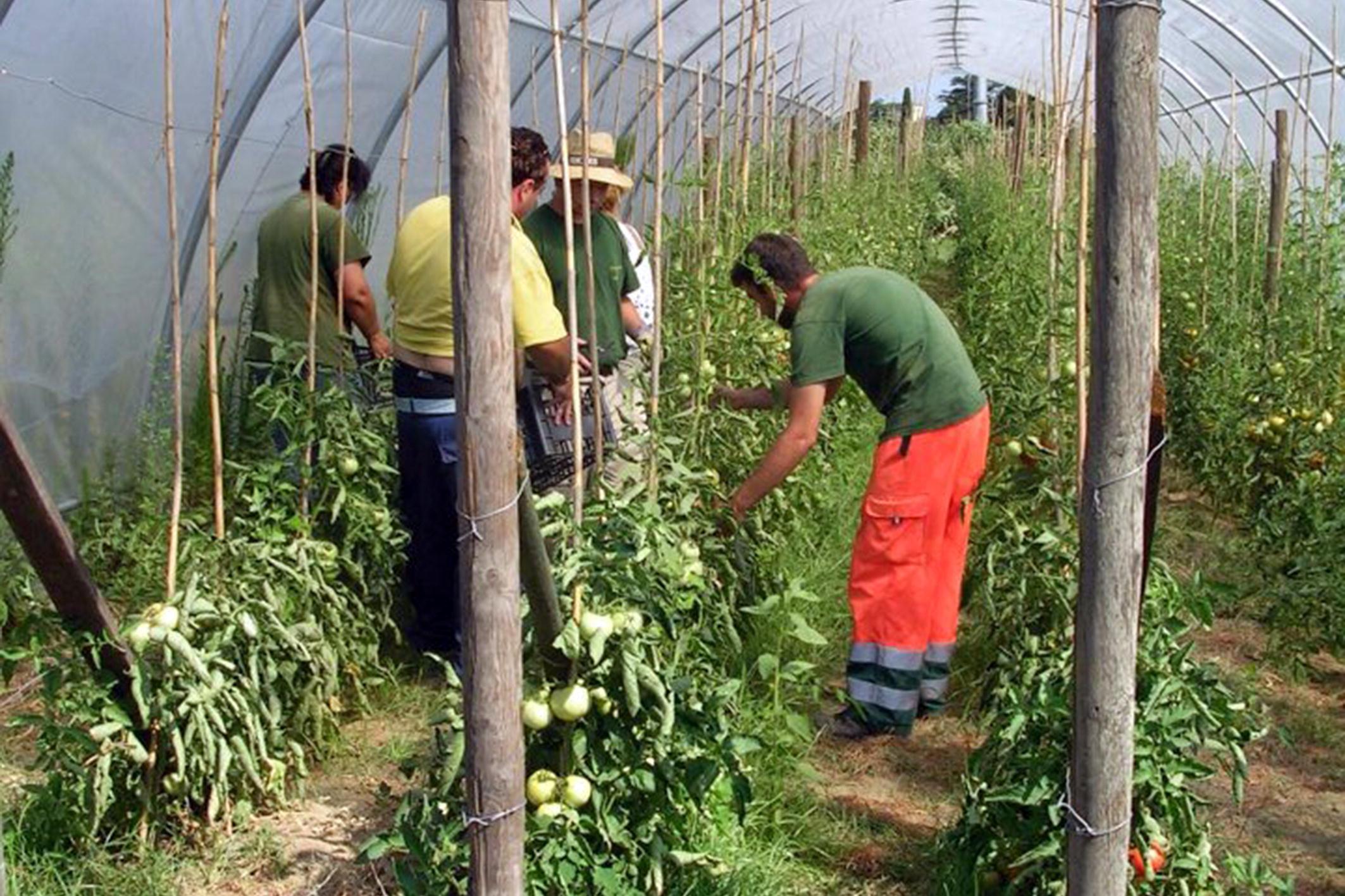 Agricoltori a lavoro in una serra (foto d'archivio)
