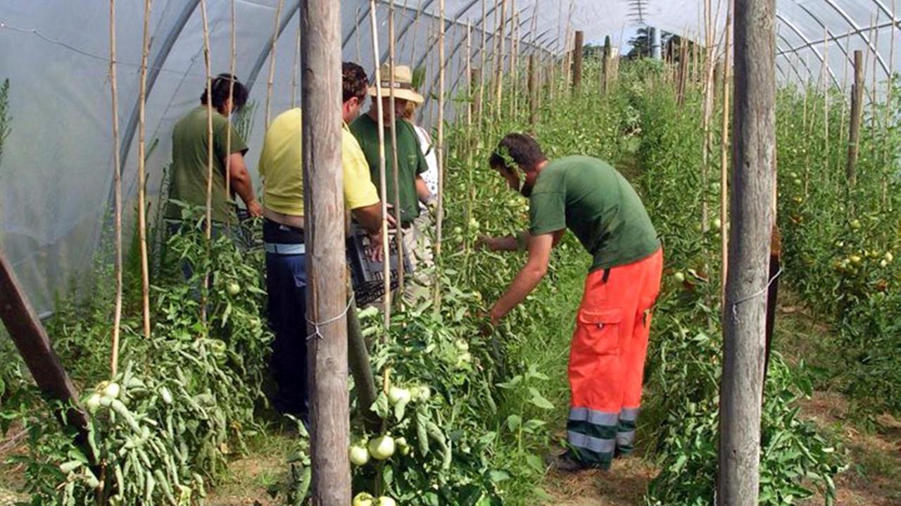 Agricoltori a lavoro in una serra (foto d'archivio)