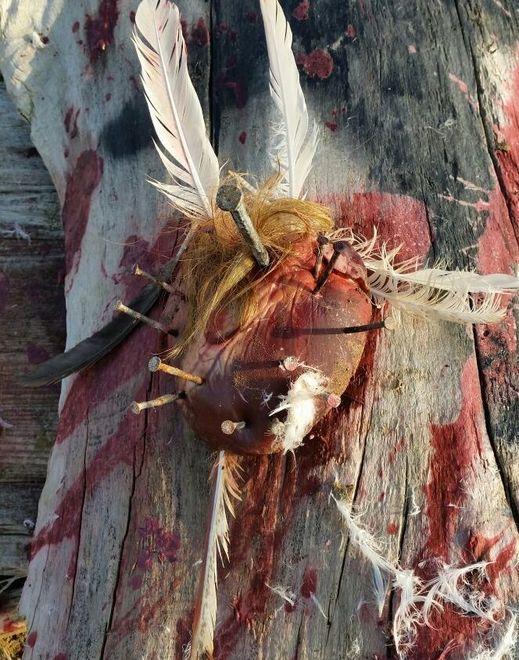 Un cuore di animale trafitto da chiodi su un piccolo altare 