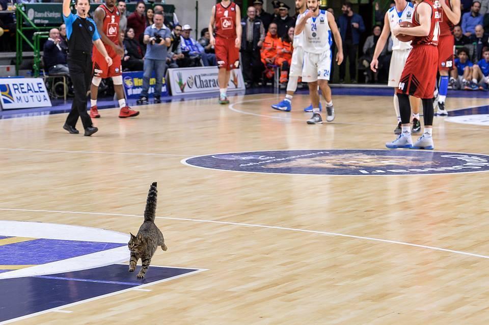 Il gatto misterioso attraversa il parquet durante Dinamo Sassari-Cai Saragozza