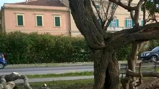 Ma arriva una denuncia per danni alla macchia