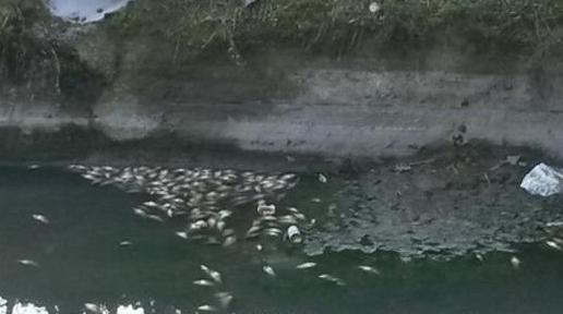 Moria di pesci nel Naviglio «Colpa dei prelievi di acqua?»