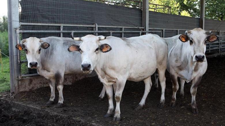 A Jolanda 32 milioni dalle Bonifiche Ferraresi