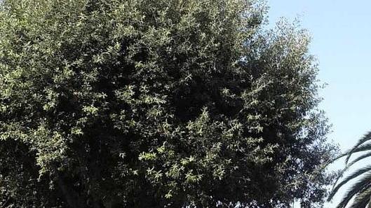 Aree verdi pubbliche e sgambatura cani Un piano di interventi