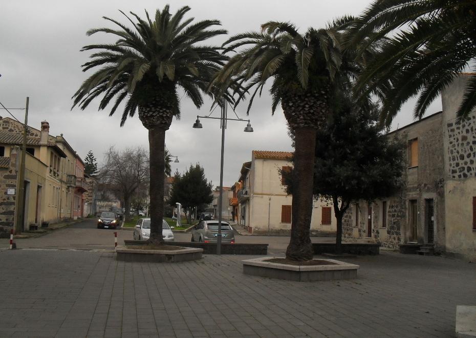 Piano contro il punteruolo rosso 