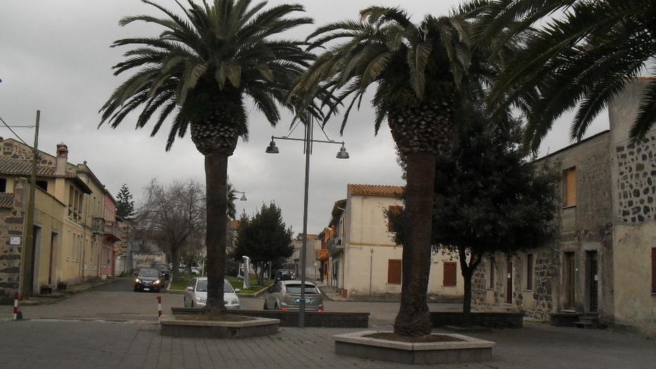 Piano contro il punteruolo rosso