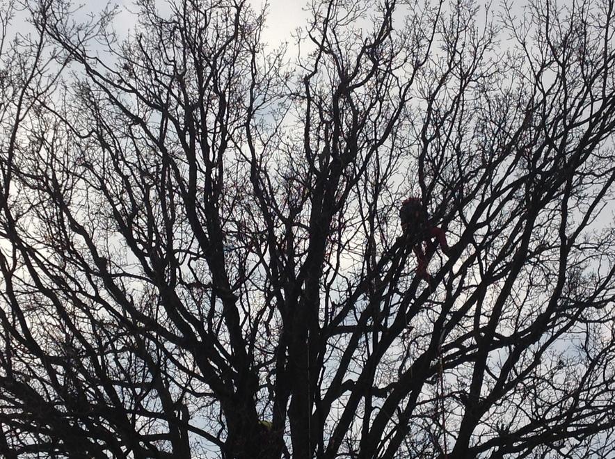 I “treeclimbers” per potare una quercia 