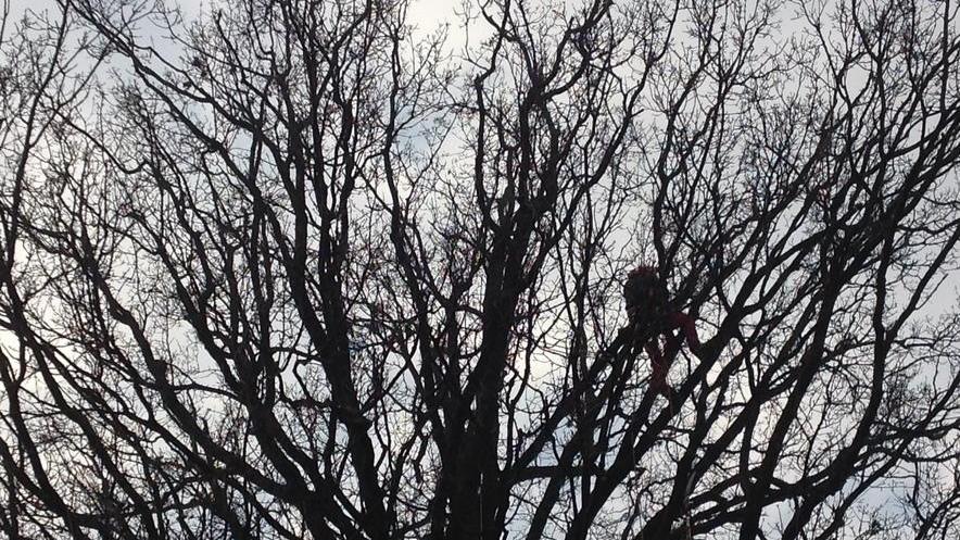 I “treeclimbers” per potare una quercia