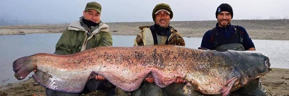 Pesce siluro da record pescato nel fiume Po da un modenese 