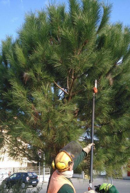 Scherzi del clima, è già guerra ai nidi di processionaria