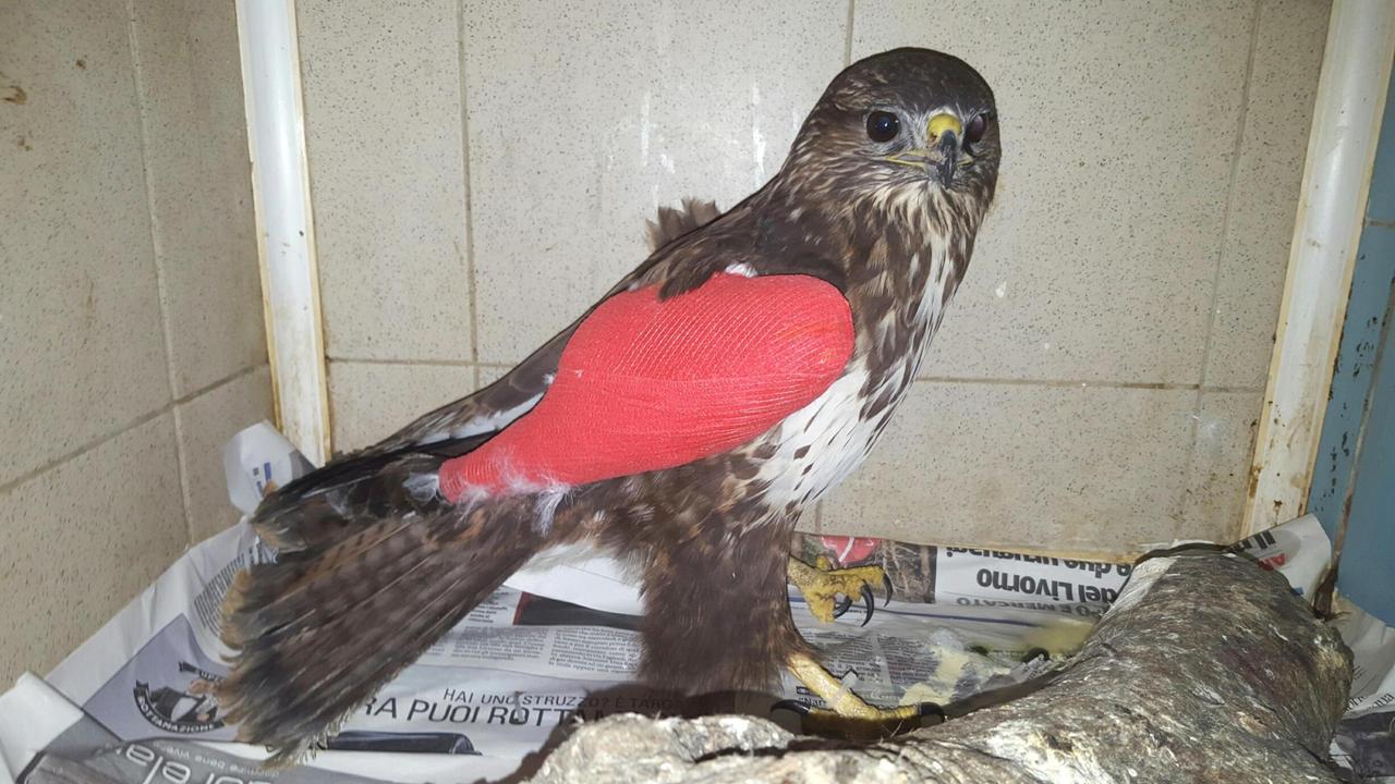La denuncia della Lipu: a caccia si massacrano troppe specie protette