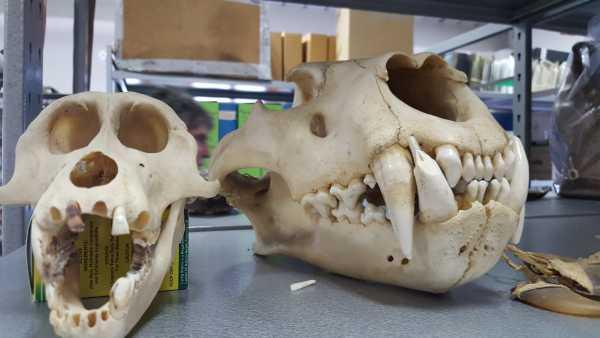 Zanne, conchiglie e serpenti in bottiglia nelle valigie dei turisti