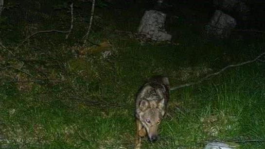 Due branchi di lupi sulle Alpi Apuane «Comportatevi così»