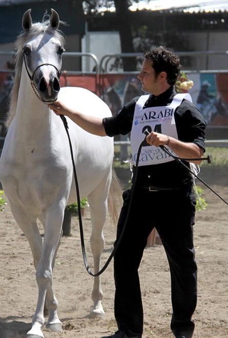 Torna l’Arte del Cavallo, a rischio la rassegna Vini d’autore