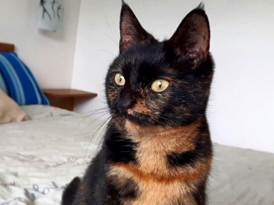 Missione compiuta: i gatti randagi di Alghero sono adottati a Milano 