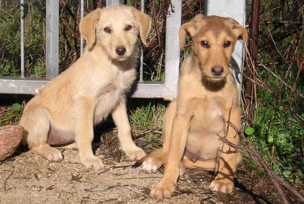Il calendario dell’anagrafe canina 