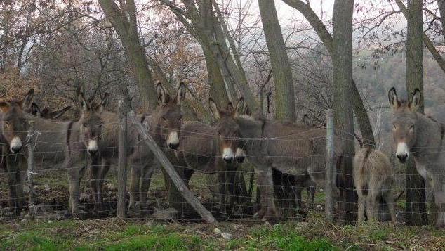 Arcidosso, asinelli di razza amiatina aspettano di essere accarezzati (foto G. Mezzana)