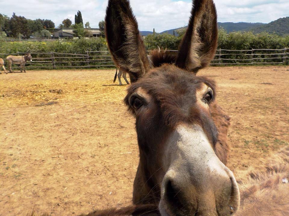 Un asinello di razza amiatina (foto Photo Passion) 
