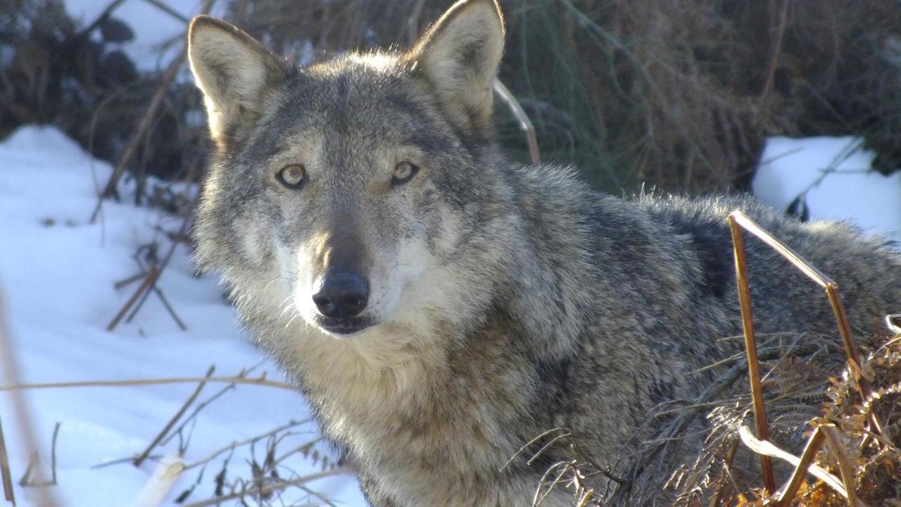 Minucciano, dissuasori per tenere lontani i lupi