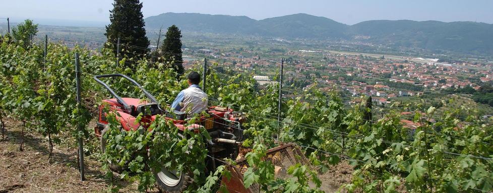Il vermentino Boboli omaggio al borgo e allo storia locale
