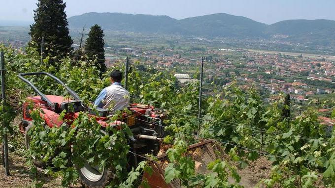 Il vermentino Boboli omaggio al borgo e allo storia locale