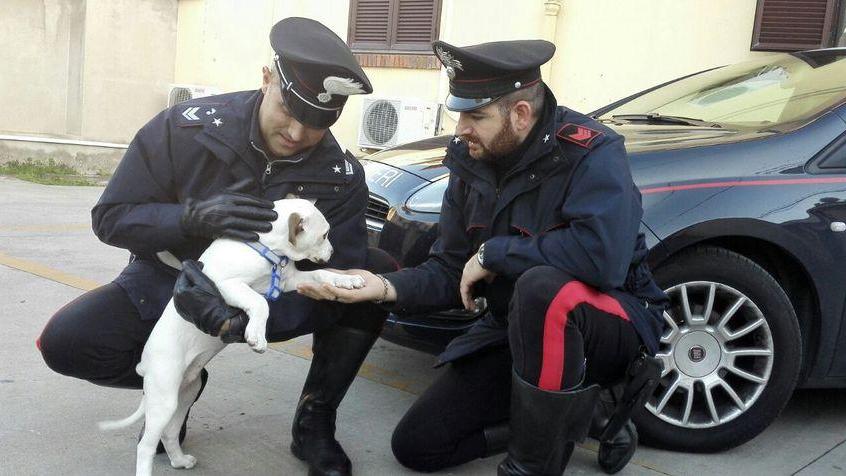 I carabinieri ritrovano il cane rubato