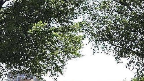 Ladri scatenati alle Ferraris e al Centro anziani Pergolesi