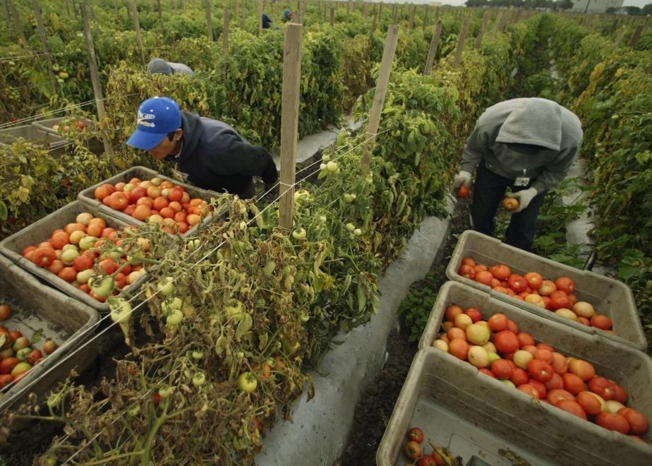 Calate del 67% le superfici coltivate a pomodoro 