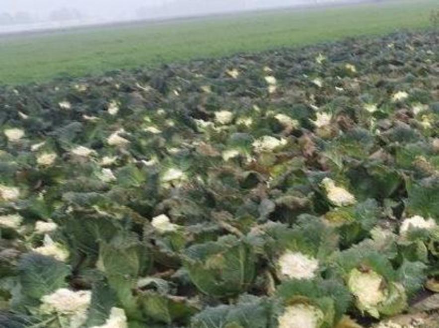 Agrinsieme scrive ai sindaci «Nuovi piani contro le nutrie» 