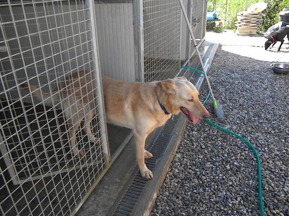 Un cane esce dalla sua gabbia