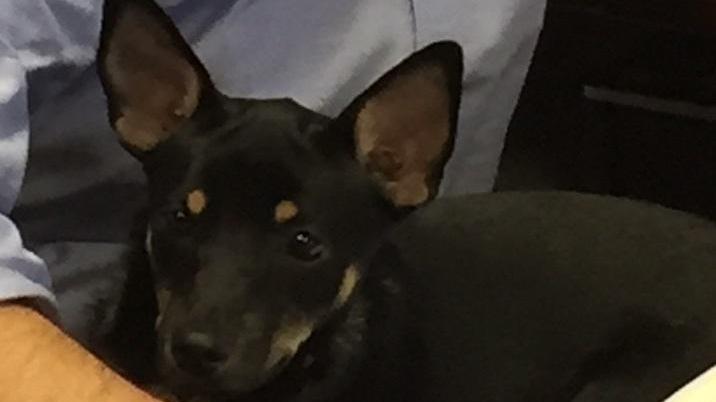 Abbandona il cane poi fugge a tutte velocità