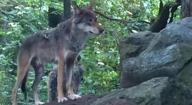 Lupi a spasso in paese arrivano due dissuasori 
