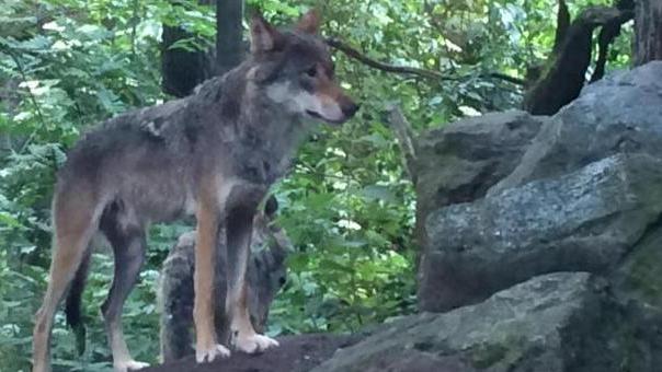 Lupi a spasso in paese arrivano due dissuasori
