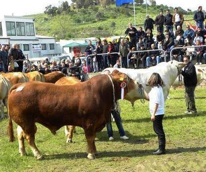 Ad aprile le fiere zootecniche di Ozieri, Macomer e Arborea