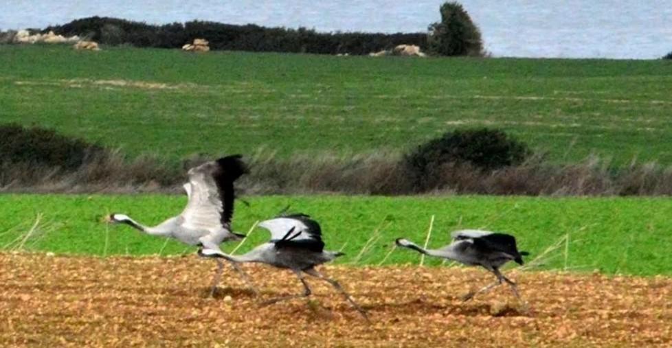 Sabato la Lipu conduce alla scoperta delle gru