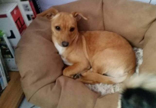 Investe cagnolina: la rabbia sui social
