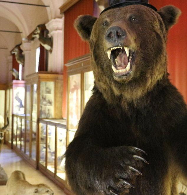 Carnevale con gli animali ai Musei 