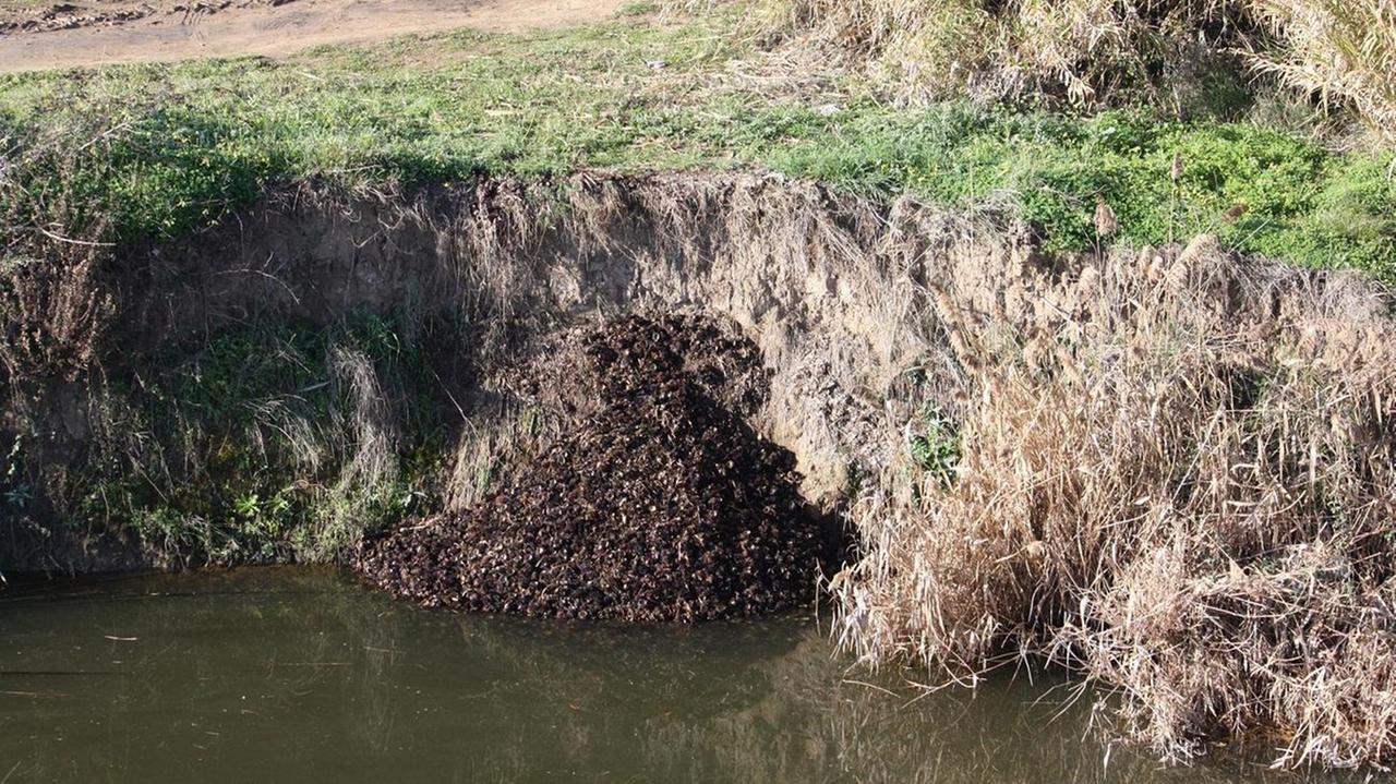 I gusci dei ricci scaricati nel fiume