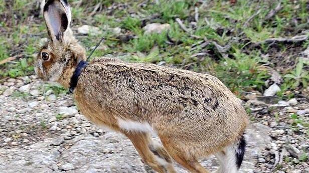 In tre anni cento capi catturati o abbattuti