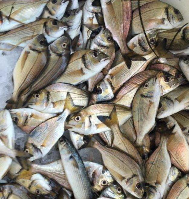 Laguna e pescatori All’auditorium incontro di M5s 