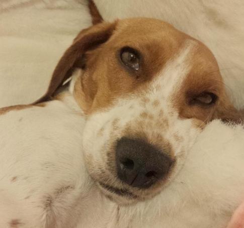 Col cane trova una polpetta chiodata 