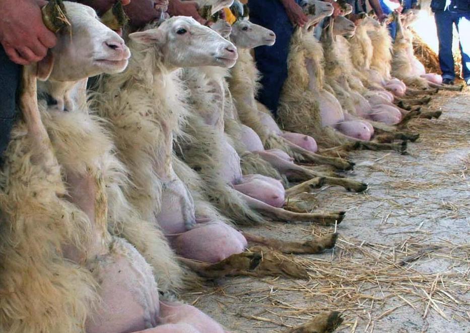 Ovini di razza sarda: al via a fine aprile la X Fiera nazionale 