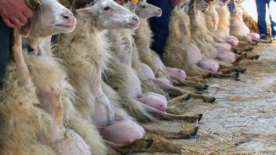 Ovini di razza sarda: al via a fine aprile la X Fiera nazionale