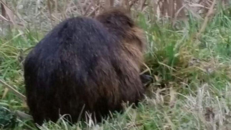 Nutrie, interventi cercansi