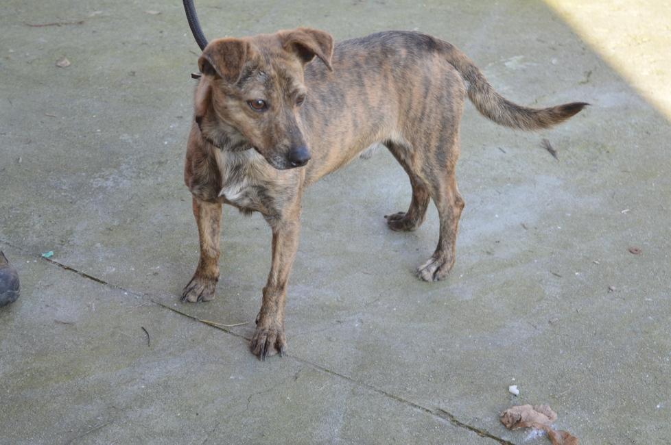 Reggio Emilia, cani e gatti in cerca di una famiglia 