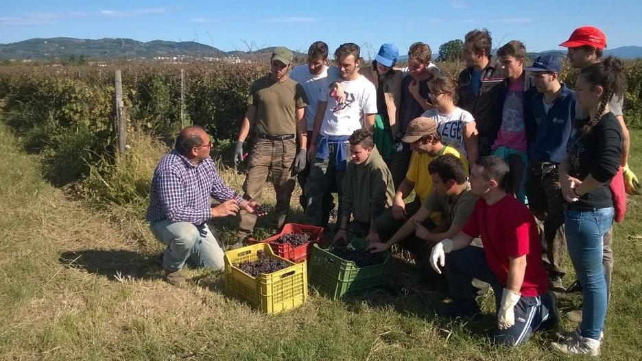 Vino, un master per tutti alta formazione in campo