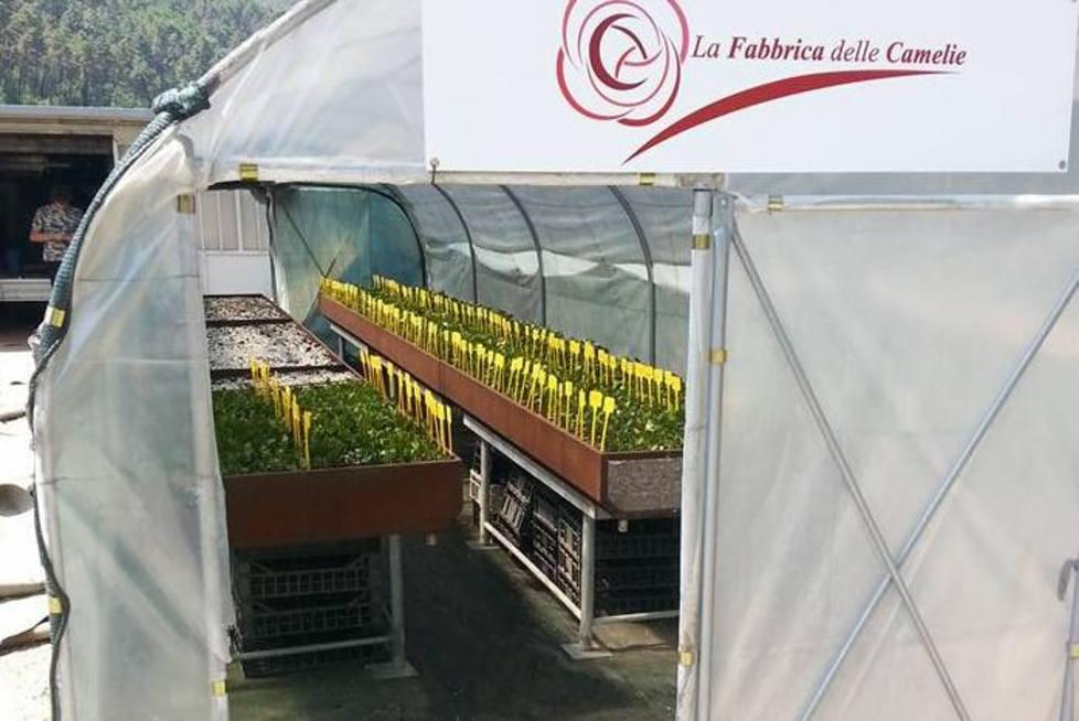 Fabbrica delle Camelie, sbocciano gli affari